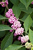 CALLICARPA AMERICANA WELCHS PINK