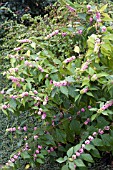 CALLICARPA AMERICANA WELCHS PINK