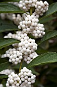 CALLICARPA DICHOTOMA ALBIFRUCTUS