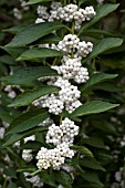 CALLICARPA DICHOTOMA ALBIFRUCTUS