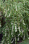 CALLICARPA DICHOTOMA ALBIFRUCTUS