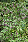 CALLICARPA DICHOTOMA EARLY AMETHYST