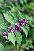 CALLICARPA DICHOTOMA EARLY AMETHYST