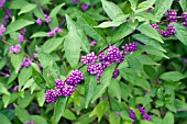 CALLICARPA DICHOTOMA EARLY AMETHYST