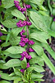 CALLICARPA DICHOTOMA ISSAI