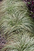 CAREX FROSTY CURLS