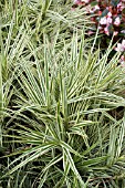 CAREX PHYLLOCEPHALA SPARKLER