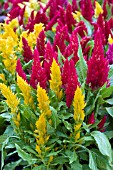 CELOSIA FRESH LOOK MIX