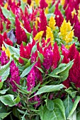 CELOSIA FRESH LOOK MIX