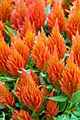 CELOSIA FRESH LOOK ORANGE