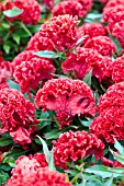 CELOSIA PRESTIGE SCARLET