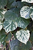 CERCIS CANADENSIS FLOATING CLOUDS