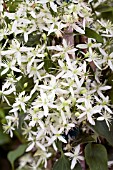 CLEMATIS PANICULATA