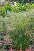 CYPERUS PAPYRUS KING TUT