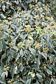 HEDERA CREME DE MENTHE
