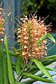 HEDYCHIUM COCCINEUM