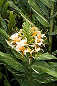 HEDYCHIUM DR. MOY