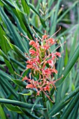 HEDYCHIUM SLIMS ORANGE