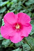 HIBISCUS PARAMUTABILIS