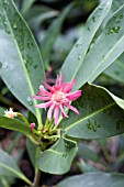 ILLICIUM WOODLAND RUBY