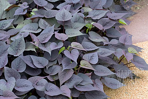 IPOMOEA_SWEET_CAROLINE_SWEETHEART_PURPLE