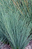 JUNCUS INFLEXUS BLUE ARROWS