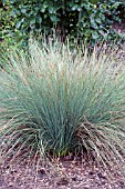 JUNCUS INFLEXUS BLUE ARROWS