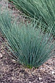 JUNCUS INFLEXUS BLUE DART