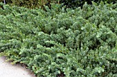 JUNIPERUS CONFERTA EMERALD SEA