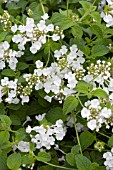 LANTANA MONTEVIDENSIS ALBA