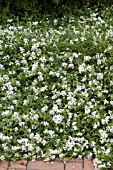 LANTANA MONTEVIDENSIS ALBA