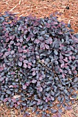 LOROPETALUM PURPLE PIXIE