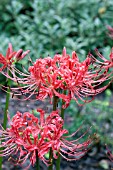 LYCORIS RADIATA