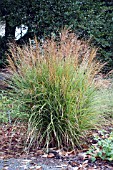 MISCANTHUS SINENSIS ADAGIO