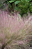 MUHLENBERGIA CAPILLARIS