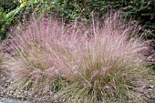 MUHLENBERGIA CAPILLARIS