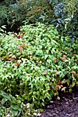 NANDINA DOMESTICA OKAME