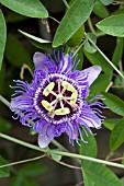 PASSIFLORA PURPLE HAZE