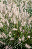 PENNISETUM ALOPECUROIDES CASSIAN