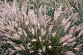 PENNISETUM ALOPECUROIDES CASSIAN