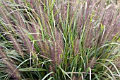 PENNISETUM ALOPECUROIDES MOUDRY