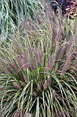 PENNISETUM ALOPECUROIDES MOUDRY