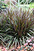 PENNISETUM PURPUREUM PRINCESS