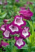 PENSTEMON PHOENIX VIOLET