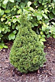 PICEA GLAUCA DELPS DWARF