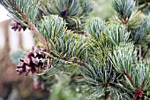 PINUS PARVIFLORA BREVIFOLIA