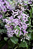 PLECTRANTHUS MONA LAVENDER