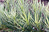 PODOCARPUS MACROPHYLLUS VARIEGATA