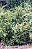 PONCIRUS TRIFOLIATA FLYING DRAGON