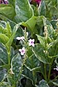 PSEUDERANTHEMUM GREEN AND WHITE